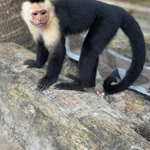 White-faced capuchin monkey near Jacó
